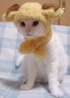 20051226_269_CatHat4.jpg