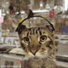20060922_762_image001.gif