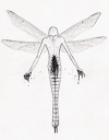 20071115_360_dragonfly-man_reborn_again.jpg