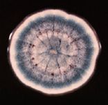 Aspergillus sydowii
