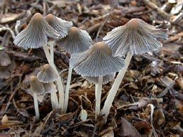 Coprinus sp.