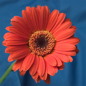 IPB Image