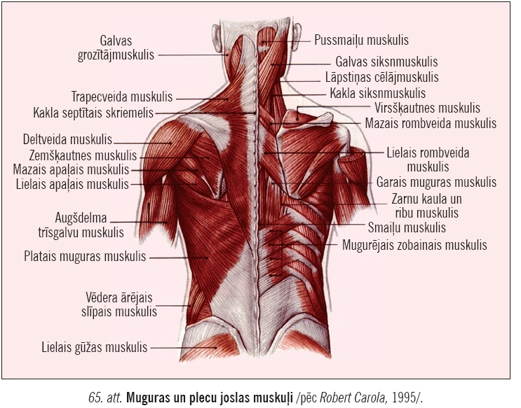 IPB Image